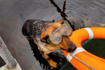 Собака-водолаз Найда помогает черкасским спасателям