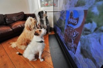 Что видят собаки, когда смотрят телевизор?
