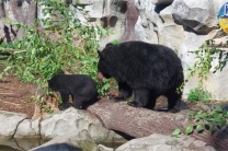 В киевском зоопарке медвежонок Бэри впервые вышел 