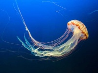 Раскрыли секрет бессмертия уникального вида медуз