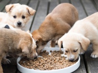 Классы сухих кормов для собаки — особенности выбора