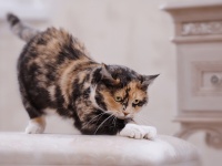 Як привчити кота не точити кігті на меблях?