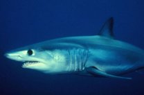 Самки акул способны производить потомство без самцов