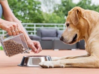 Как лучше хранить сухой корм для собак