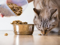Чем холистик отличается от обычного корма для кошек?