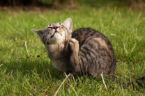 Блохи и клещи у кота: симптомы и профилактика
