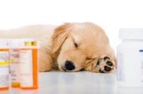 Антибиотики для собак: правила приема и побочные действия