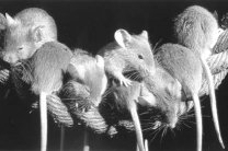 ����� ���������� ��������� ��������