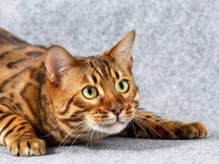 �������� ������ ���� ��� ����