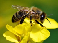 ������ � ������� �������