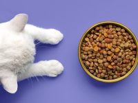 �� ������ ������ ���� ��� ����: ������ ���������� � ���� �������