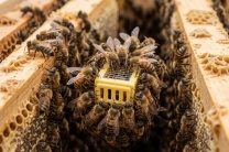 �� �������� ������� �������� �����: 3 ������, ��� �� �� ����� ������