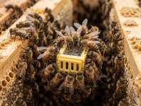 �� �������� ������� �������� �����: 3 ������, ��� �� �� ����� ������