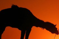 В Киевском зоопарке умер верблюд