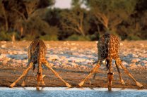 Эксперимент доказал, что жирафы умеют плавать