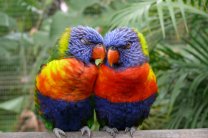 В Австралии попугаев спасают от похмелья
