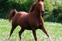 Украина запретила ввозить лошадей из США и Панамы