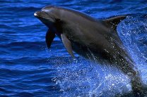 Біля Маріуполя затримали браконьєрів, які полювали на дельфінів