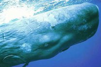 Найдены останки самого большого морского хищника в истории