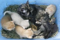 Кошка взяла на воспитание бельчонка