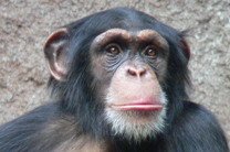 В Киевском зоопарке умер шимпанзе