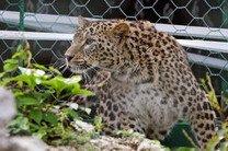 Создана рабочая группа по восстановлению популяции леопарда на Кавказе