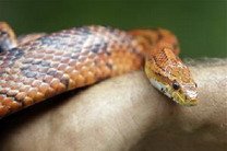 Калифорния: змея укусила спящего подростка в его квартире