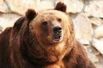 Медведица-йог привлекает посетителей в зоопарк