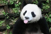 Экспертная группа из Китая расследует причины гибели панды в зоопарке