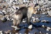 Ученые нашли на Курилах серебристых медведей и летучую мышь-альбиноса