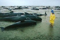 Более 70 черных дельфинов выбросились на берег в Новой Зеландии