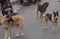 Около 400 тысяч собак на острове Бали будут вакцинированы от бешенства