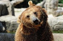 Медведь в центре Сыктывкара напал на человека, пострадавший выжил