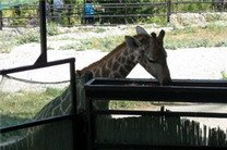 В ялтинской «Сказке» запуганному жирафу вновь разрешили посмотреть на посетителей 