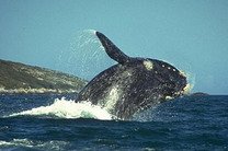 Австралийский подросток прокатился на ките