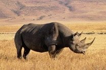 Браконьеры убили 13 слонов и носорога в Зимбабве