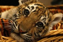 Неделя в защиту тигров пройдет с 4 по 10 октября по всему миру