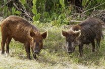 Техас займется изгнанием диких свиней