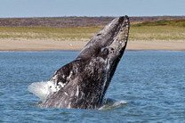 Ученые впервые прикрепили спутниковую метку серому киту