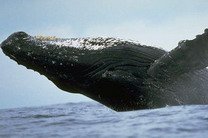 В северной части Тихого океана растет "поголовье" китов и моржей
