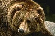 Медведь проник в школу в Японии, два человека пострадали