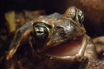 Мутации делают тростниковых жаб "супер-оккупантами", считают ученые