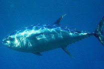 На Филиппинах тунец утащил аквалангиста на глубину свыше 90 метров