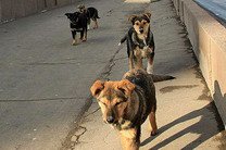 Неизвестные рассыпали яд для уничтожения бродячих животных в Донецке