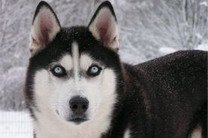 � ������ � ������ ������ ��� �� ������������ �������