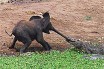 Крокодил попытался отобедать слоном.