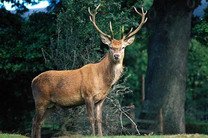 Рогатая катастрофа: олень разгромил американскую студию звукозаписи 