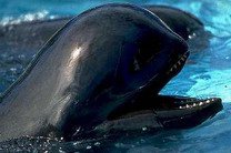 ����� �������� � �������-��������� �����