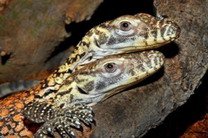 В зоопарке Лос-Анджелеса пополнение - родились 22 дракона