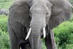 Через полгода в зоопарк приедет слон 